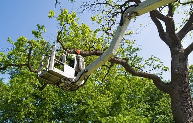 Tree Pruning Services