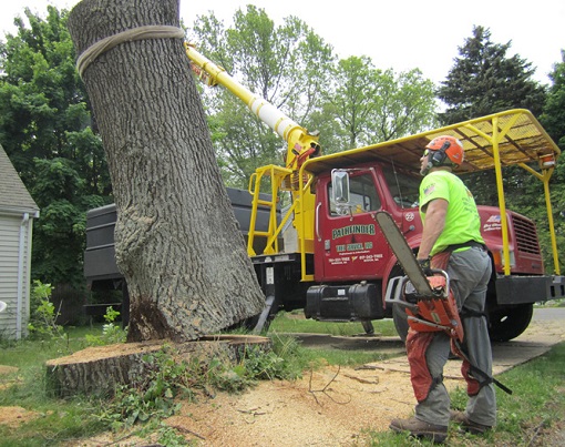 Emergency Tree Removal Service